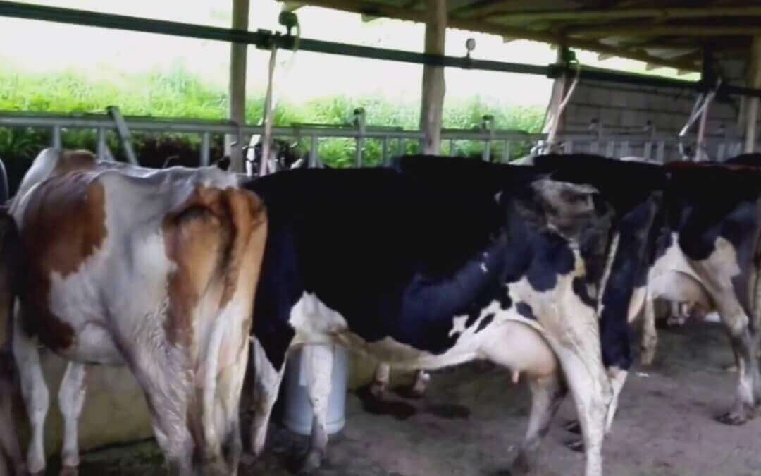 La Vaca lechera mecánica.